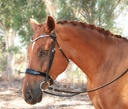 Estella Snaffle Bridle