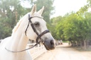 Gabrielle Snaffle Bridle