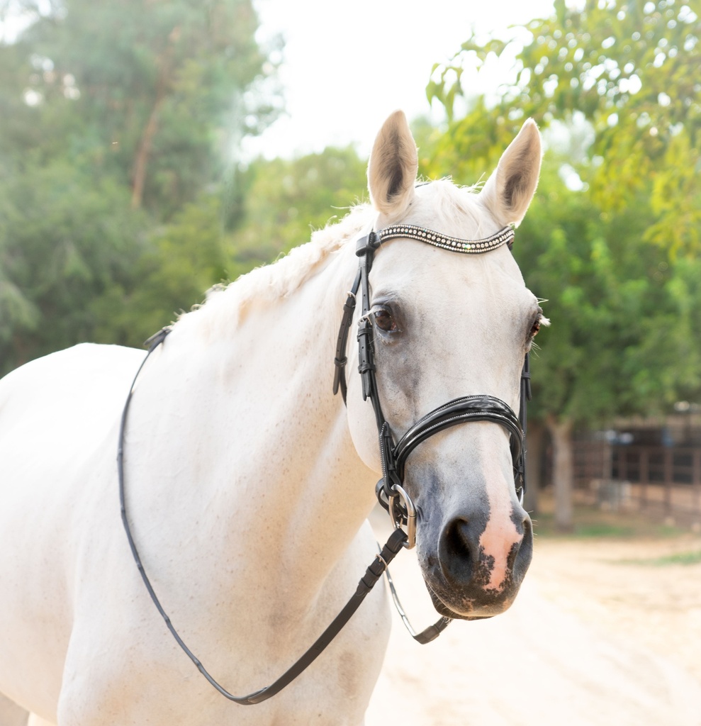 Juliette Snaffle Bridle