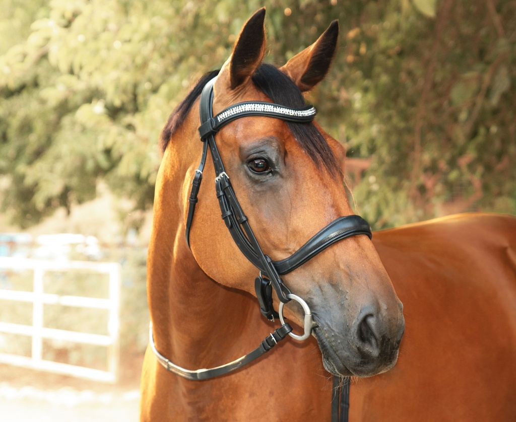 ARIA Snaffle Bridle