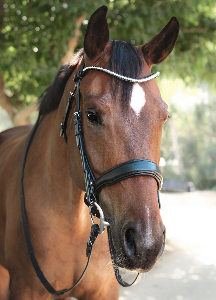 NICOLETTE Snaffle Bridle