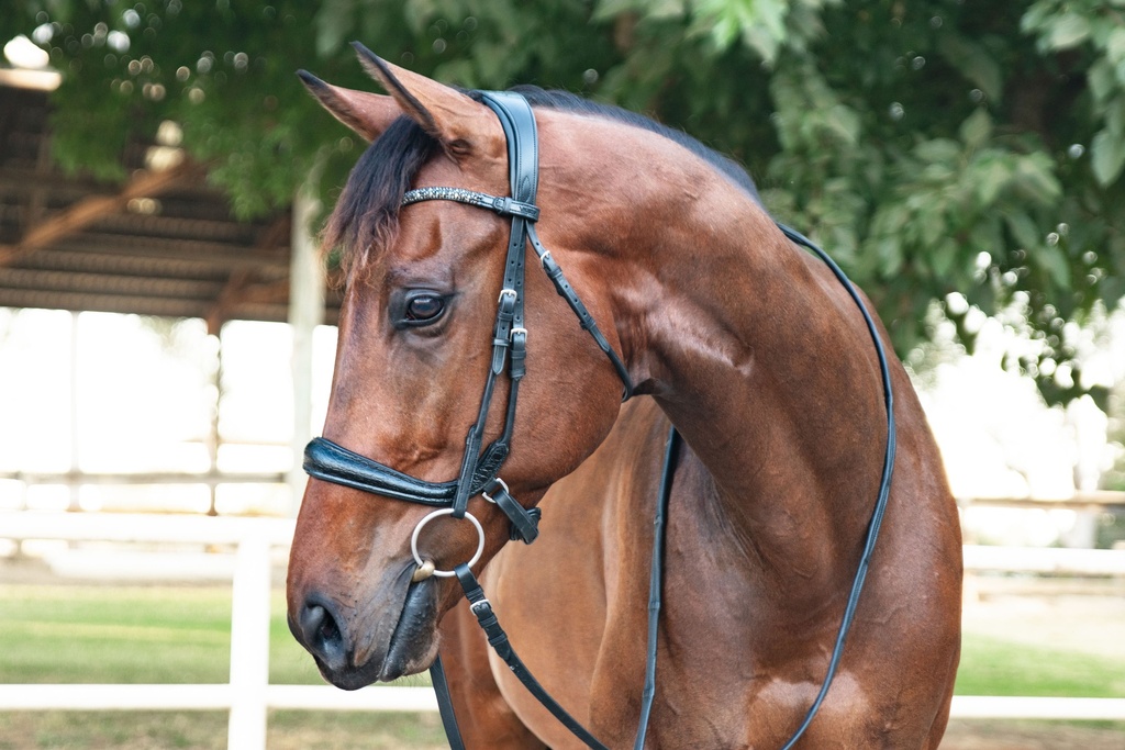 WESLYNN Snaffle Bridle