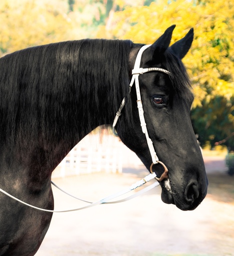 FIONA Snaffle Bridle